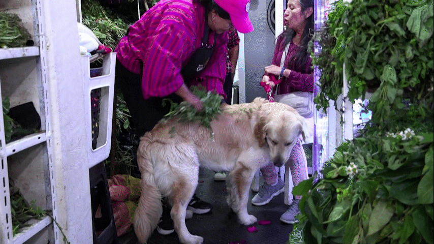 Banho espiritual para cachorro? Conheça ritual de 