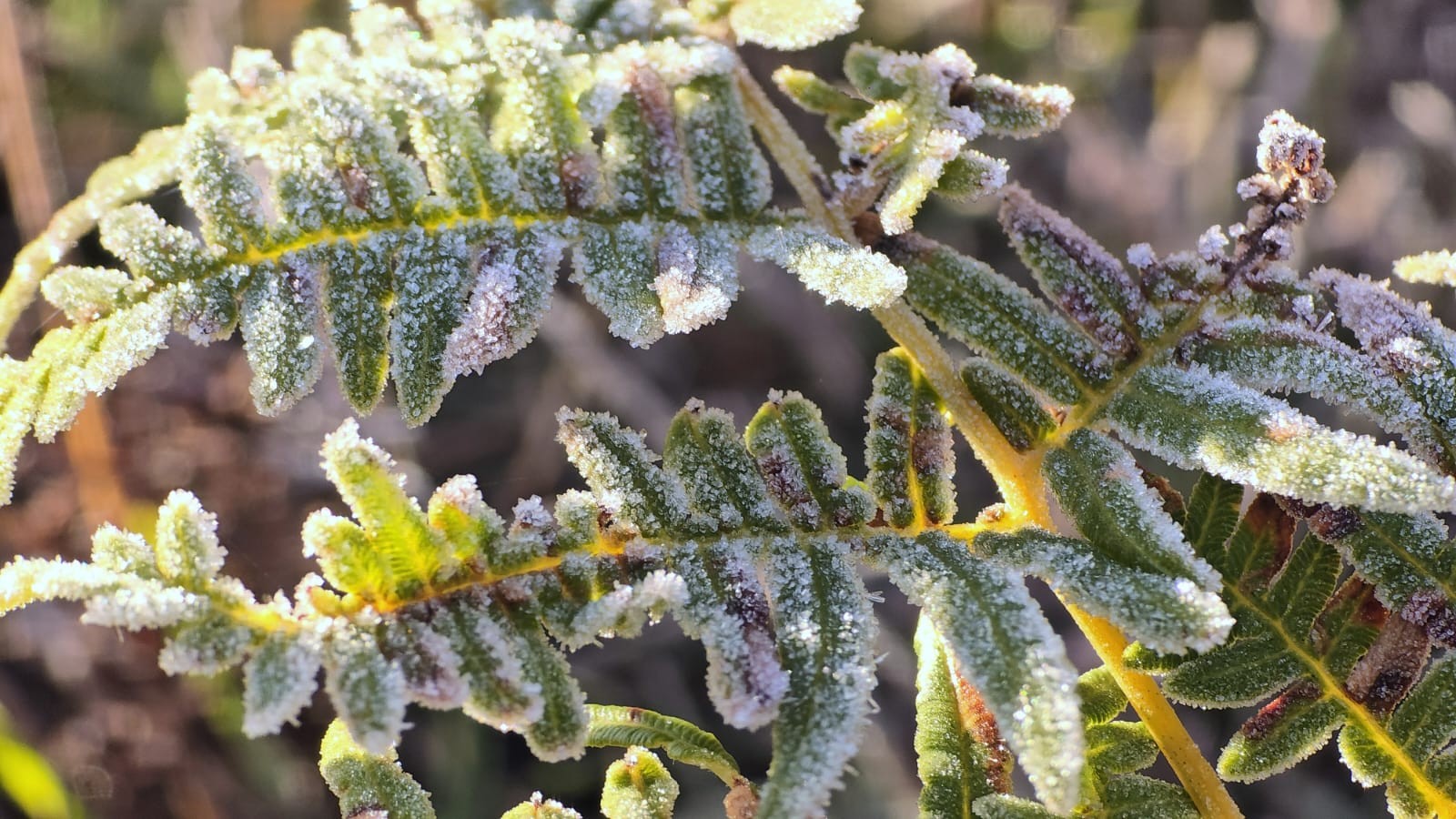 Sensação de -12ºC em SC e manhã mais fria em SP: cidades amanhecem com baixas temperaturas