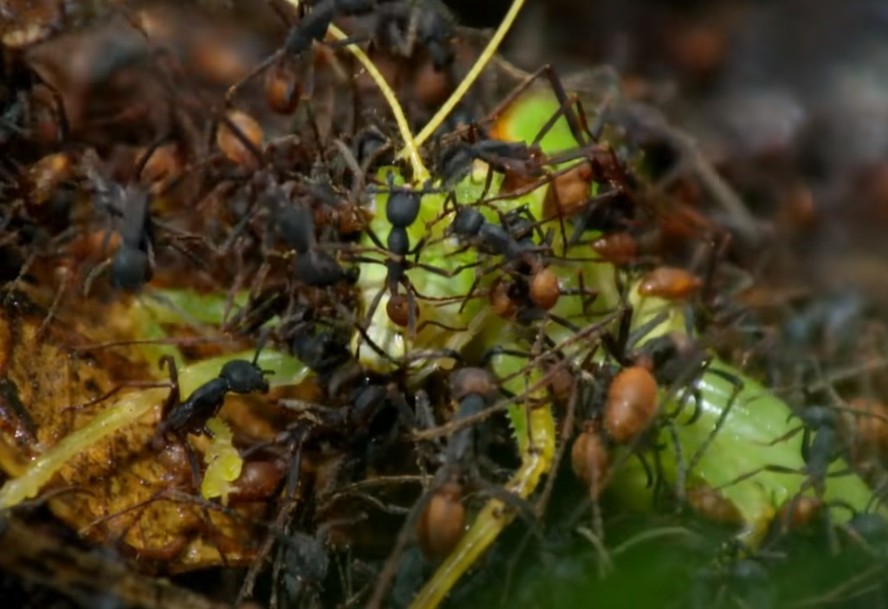 Estudo estima que existem ao menos quadrilhões de formigas na Terra