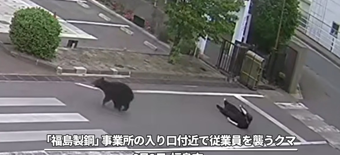 Urso invade área residencial e ataca quatro pessoas no Japão; veja vídeo