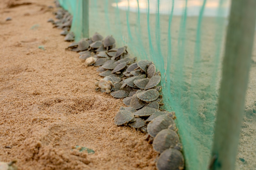 The nurseries of Vale do Guaporé (RO), considered the largest chelonian hatchery in the world — Photo: DIvulgação / Frank Nery