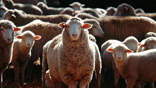 Ovelhas comem 100 kg de maconha após invadirem fazenda na Grécia: 'Pulavam mais alto que cabras'
