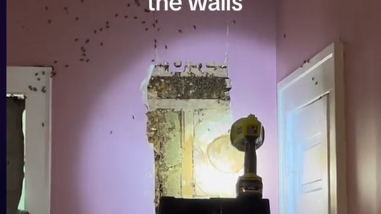 Após criança reclamar de 'monstros', família nos EUA encontra 60 mil abelhas em parede de quarto: 'Filme de terror'