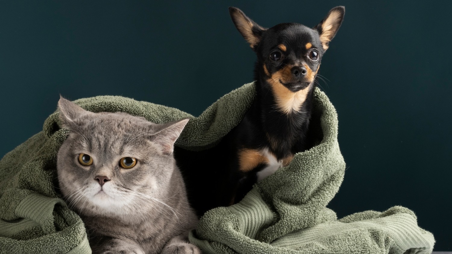 Outono muda comportamento de cães e gatos: veja sinais de alerta e como proteger a saúde dos pets