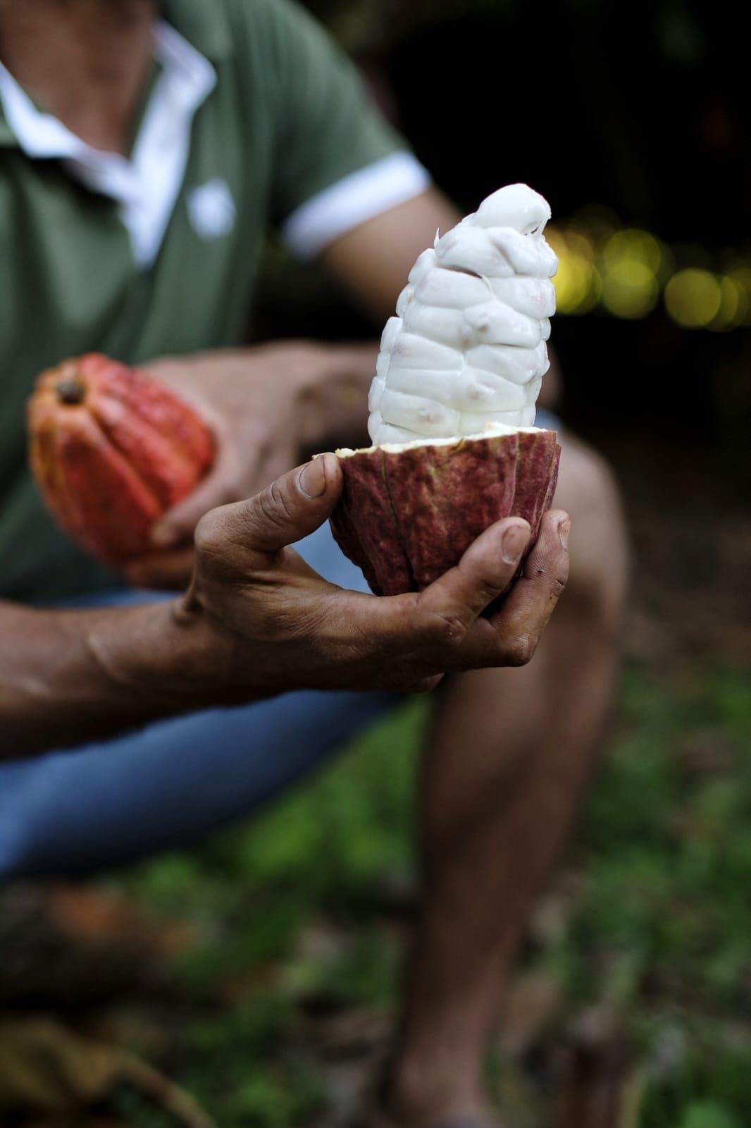 Conheça os segredos de produção da amêndoa de cacau mais premiada do mundo - Foto