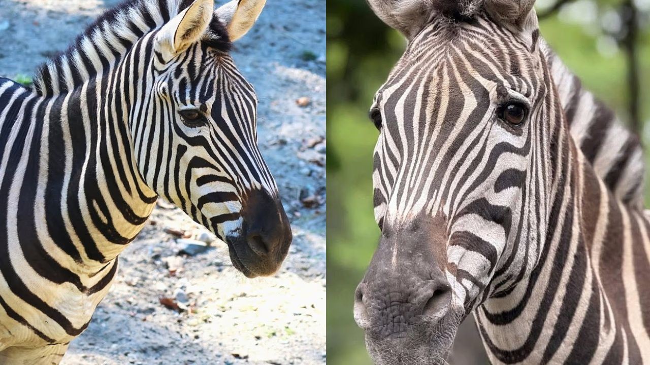 Zebra de 27 anos morre após ser ferida por outro animal em zoológico nos EUA - Foto