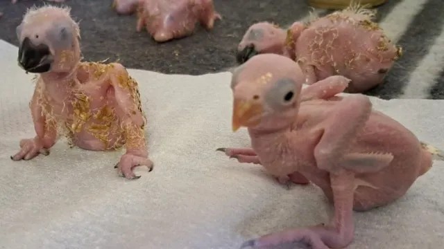 Tailandeses são presos na África do Sul por contrabando de ovos de papagaios, e parte dos filhotes nasce - QTU Questões do Universo