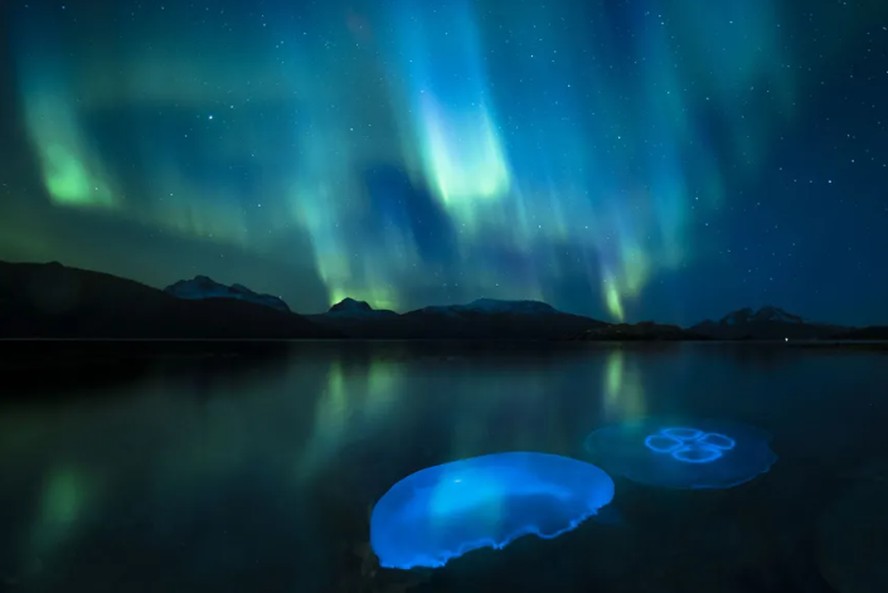Águas-vivas na Aurora Boreal