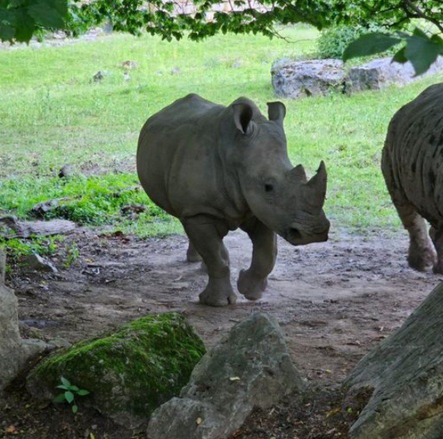 Rinoceronte do zoológico de Salzburgo