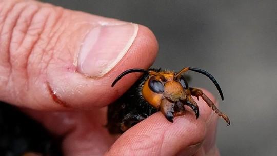 Cientistas dizem estar preocupados com invasão de vespas asiáticas 'assassinas' na Inglaterra; entenda