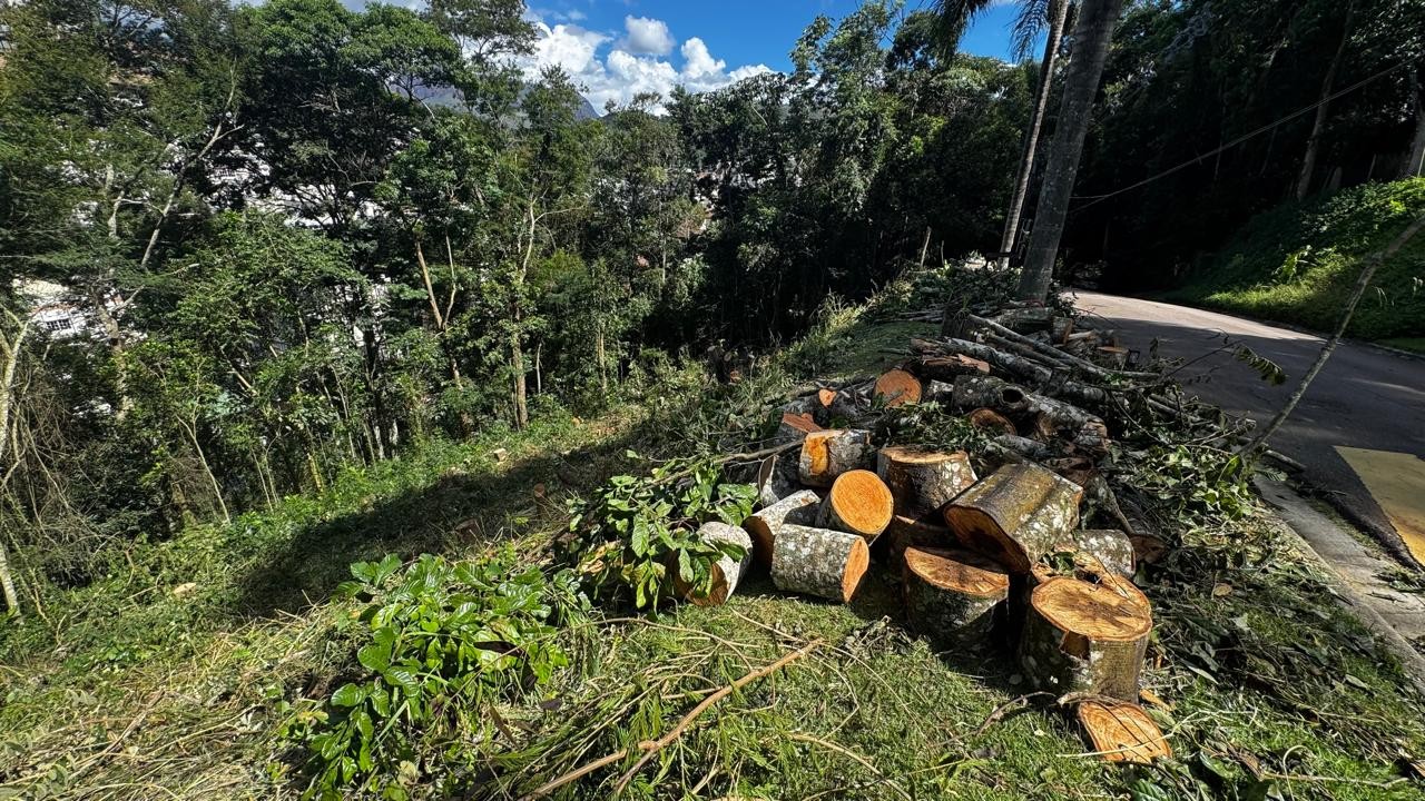 Derrubada de árvores revolta moradores de condomínio em Itaipava
