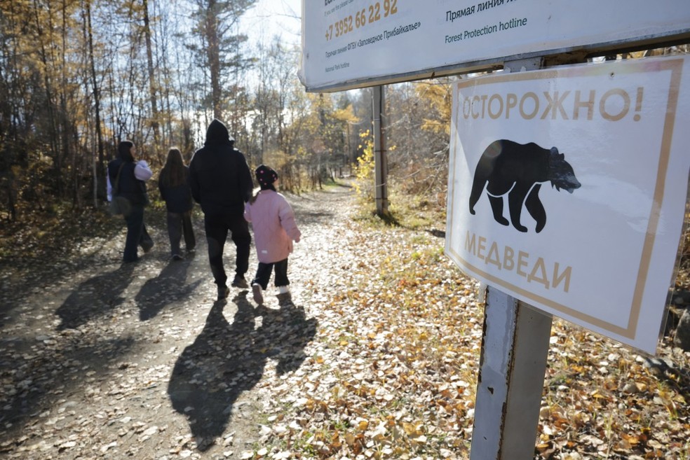 Rússia registra 26 mortes em ataques de ursos em meio ao avanço dos animais sobre áreas habitadas — Foto: AFP