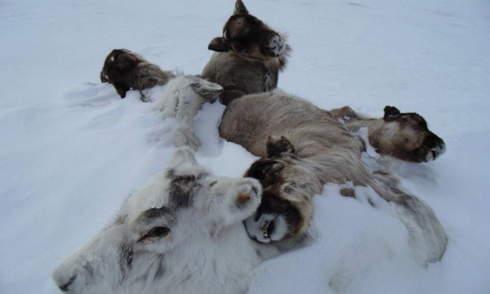 Carcaças de renas mortas cobertas pelo gelo. Um estudo da Universidade de Oxford mostrou que 80 mil renas morreram na Sibéria por causa das alterações no ciclo das chuvasUniversidade de Oxford