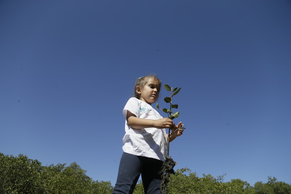 Criança segura muda de planta no Dia Mundial de Proteção aos Manguezais Agência O Globo — Foto:         