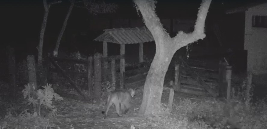 Onça foi gravada 'passeando' por propriedade rural de Maricá