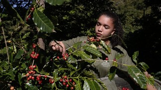 Nahumy Vidal, de 21 anos, trabalha na colheita da Fazenda Alliança, onde o café é orgânico — Foto: Custodio Coimbra/Agência O Globo