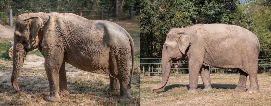 Elefante fêmea passou mais de 25 anos na indústria de trekking da Tailândia