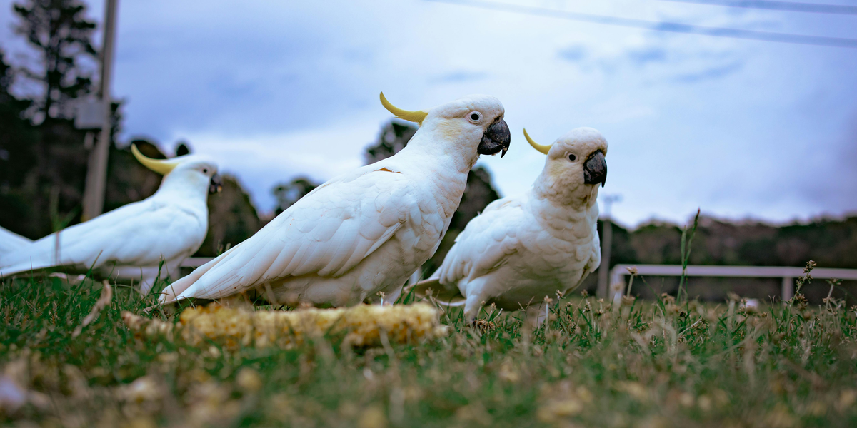 Papagaios sabem o que dizem? Estudo tenta desvendar linguagem secreta dos animais