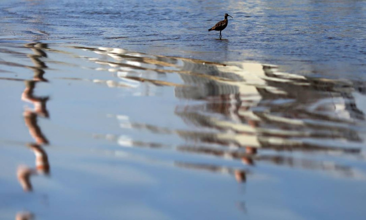Um pássaro à beira-mar é vista sobre reflexo nas águas das chaminés da usina termelétrica AES Gener, na praia de Las Ventanas — Foto: PABLO VERA / AFP