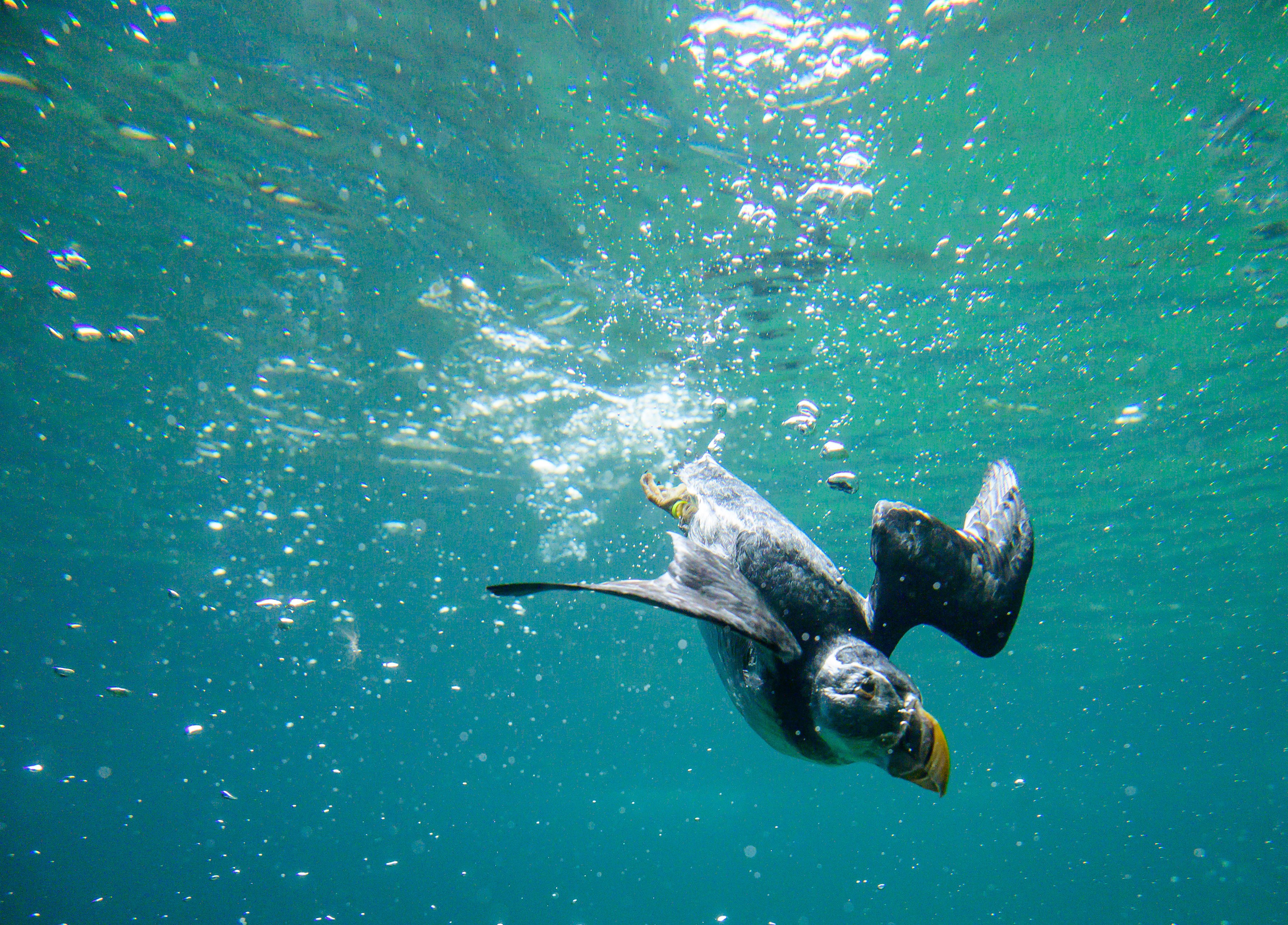 Novo robô consegue voar e nadar como um papagaio-do-mar para monitoramento de ecossistemas marinhos