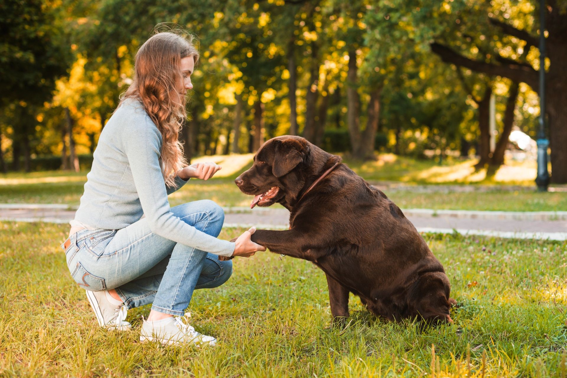 Cachorro destro ou canhoto? Testes simples revelam preferência