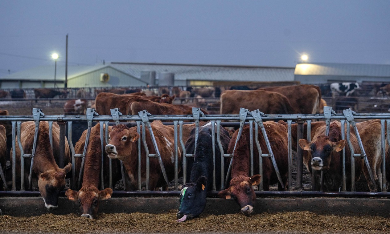 OMS alerta para risco do consumo de leite fresco depois do  surto em vacas nos EUA
