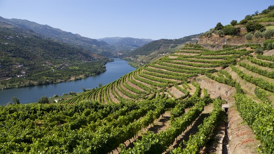 Vinhos de Portugal está de volta com mais de 90 produtores e quase 800 rótulos