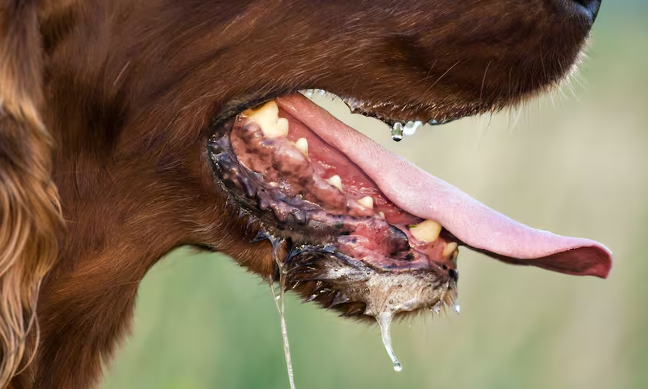 Raiva, vermes e bactérias: veja quais são as doenças que podem ser transmitidas pela saliva dos cães 