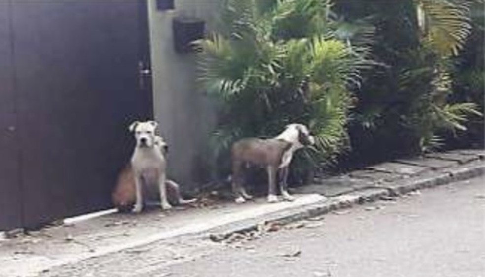 Os cachorros de Orochi, que ficam soltos, sem coleiras e focinheiras fora da mansão do rapper — Foto: Reprodução
