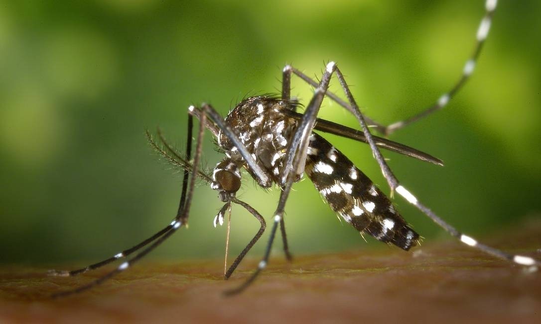 Mosquito da dengue pode aprender a ‘ignorar’ repelente, mostra estudo francês