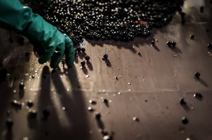 Terminada a colheita noturna, as uvas são processadas — Foto: Patricia de Melo Moreita/AFP