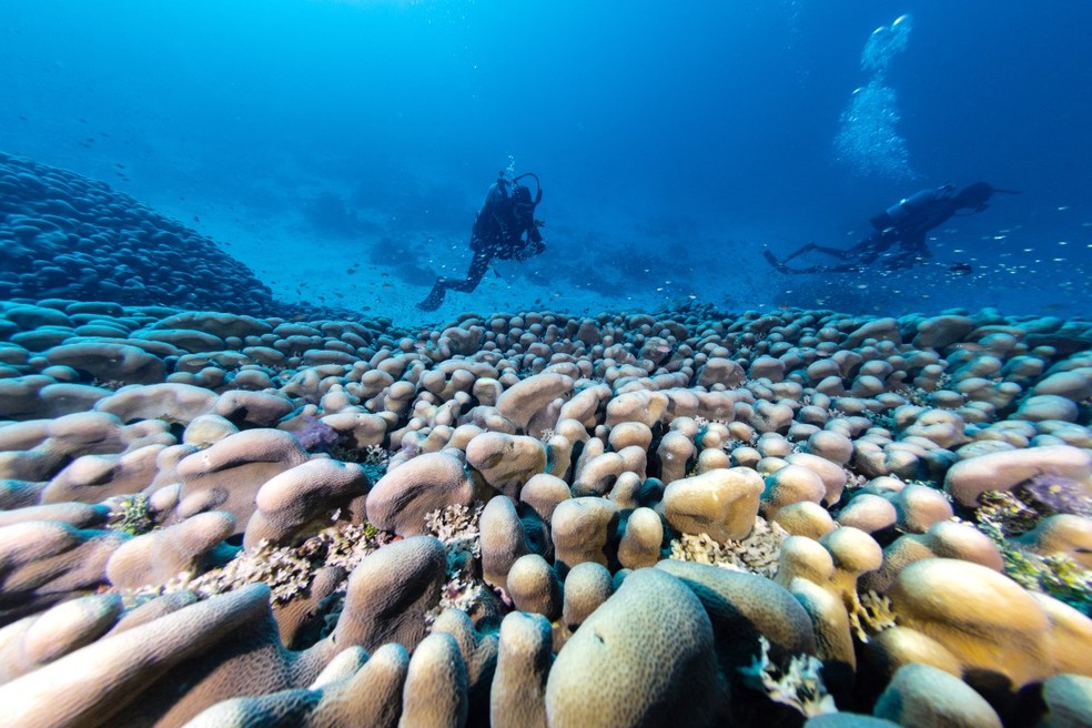 Mergulhadores nadam sobre o maior coral do mundo localizado perto das Ilhas Salomão, no Pacífico — Foto: MANU SAN FELIX / NATIONAL GEOGRAPHIC PRISTINE SEAS / AFP