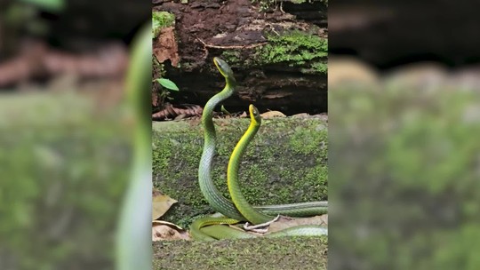 Registro raro: duelo de  cobras, numa espécie de dança,  para ver quem  acasala com a fêmea