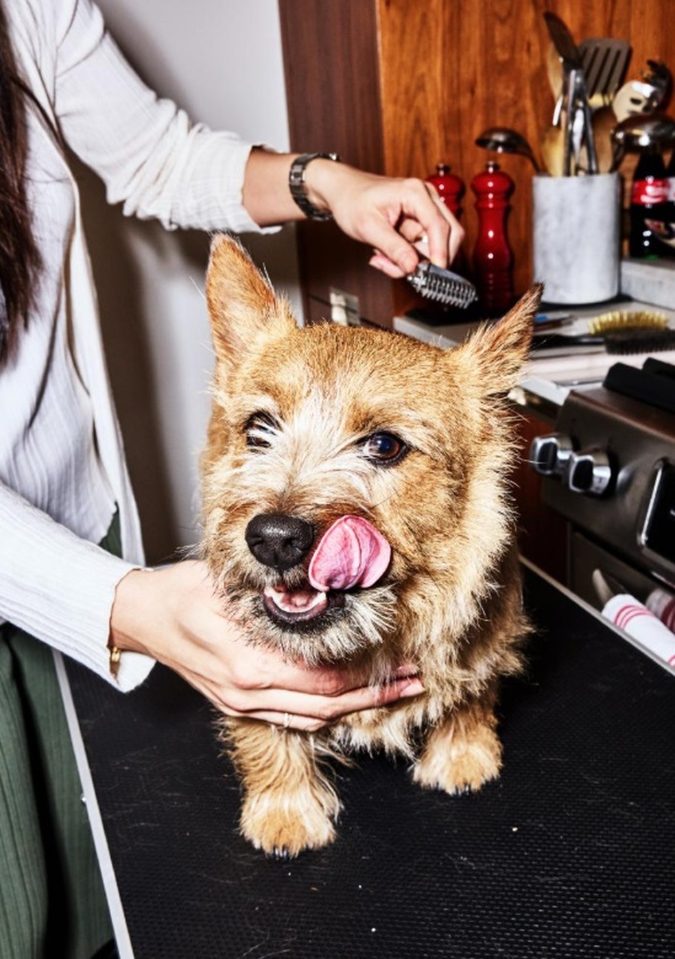 A repórter Vivian Giang tosa seu cachorro, Porcini, um terrier Norwich de 2 anos, que requer uma técnica chamada stripping manual, que poucos tosadores dominam, em sua casa em Nova York, — Foto: Amy Lombard/The New York Times