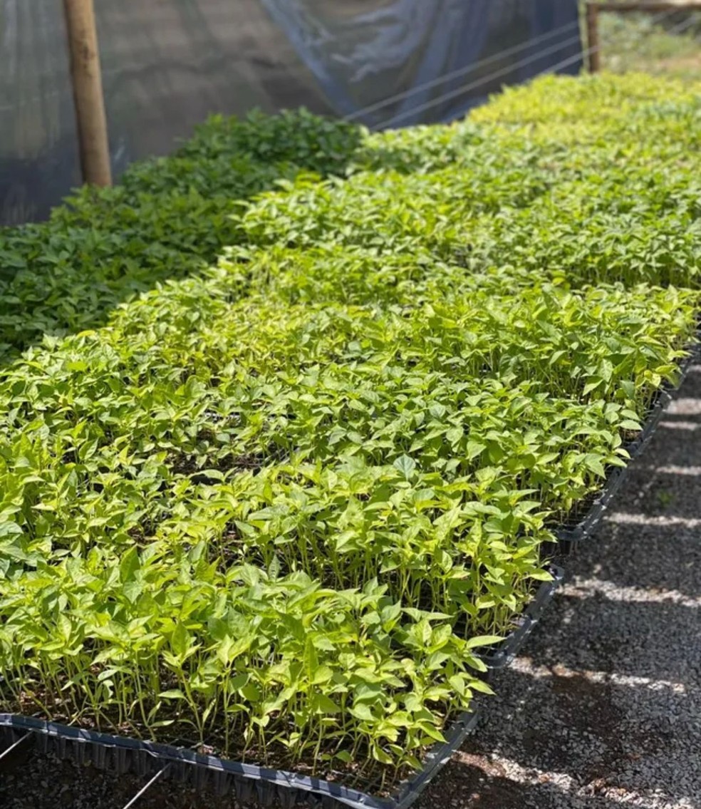 Plantação de pimenta Carolina Reaper, conhecida por ter a maior picância do mundo — Foto: Sabor das Índias/Divulgação
