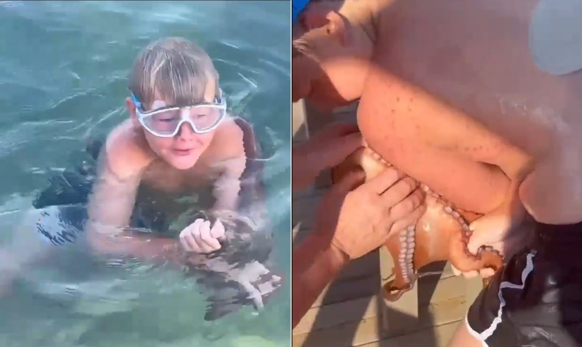 Adolescente russo entra no mar na Turquia e ganha ‘abraço surpresa’ de polvo; veja vídeo