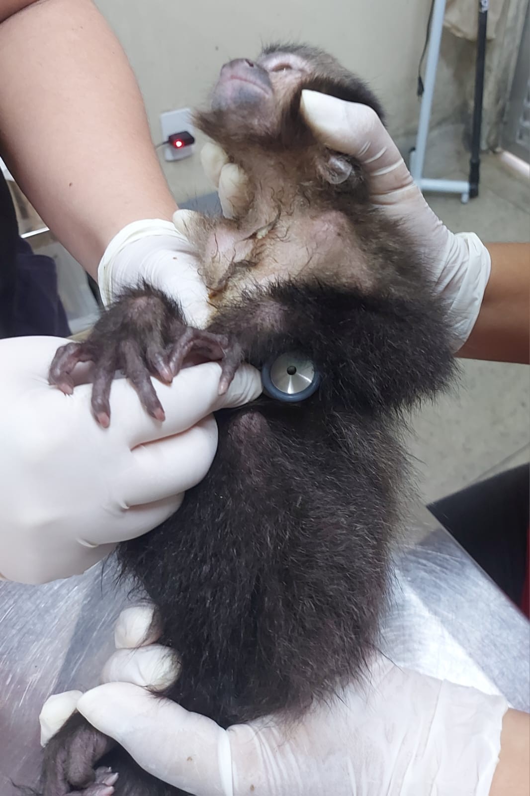 Único centro de triagem de animais silvestres no Rio, em Seropédica, está fechado após surto de tuberculose em macacos. O lugar já não recebia animais do estado do Rio devido a problemas judiciais com o Inea. Agora, a situação se agrava — Foto: Pedro Henrique Antunes / Ibama-RJ