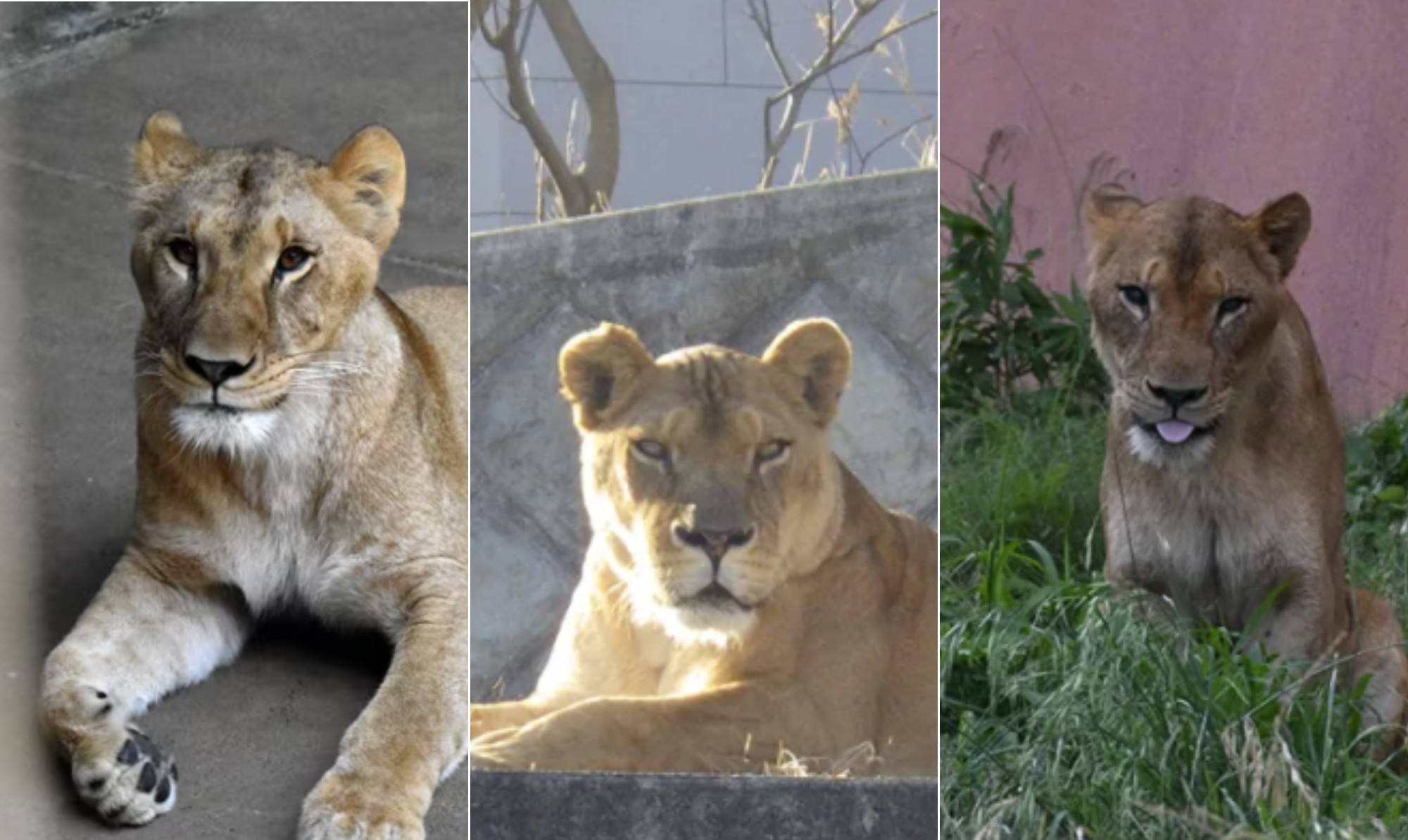 Três leoas morrem em menos de uma semana em zoológico no Japão vítimas de calor histórico - QTU Questões do Universo