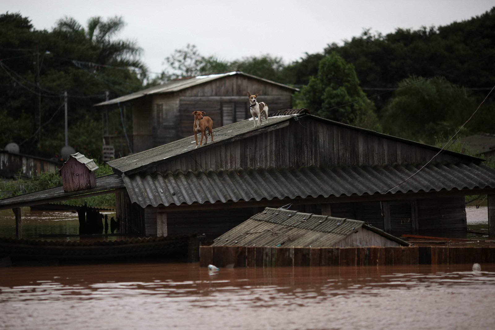 Cães presos no telhado de uma casa inundada esperam para ser resgatados em Eldorado do Sul, Rio Grande do Sul — Foto: Anselmo Cunha / AFP