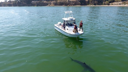 Aquecimento do oceano atrai tubarões-brancos para costa central da Califórnia e ameaça sobrevivência de lontras