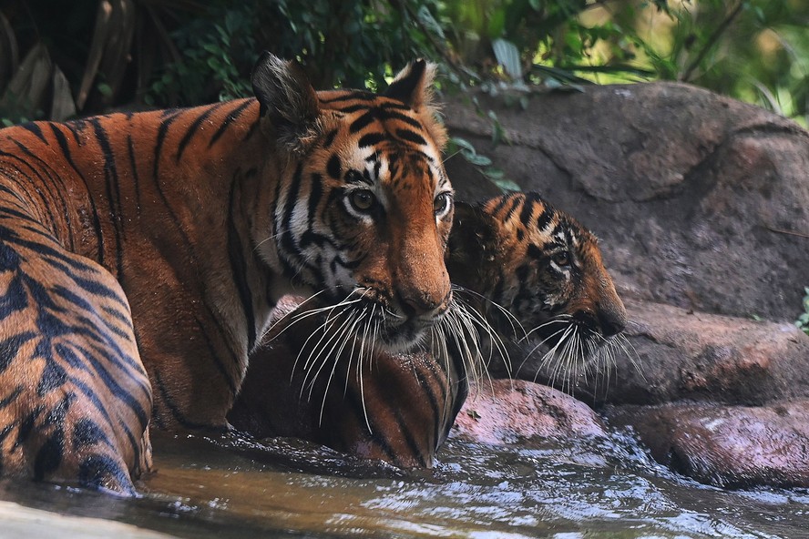 População de tigres da Índia apresenta recuperação e anima  conservacionistas