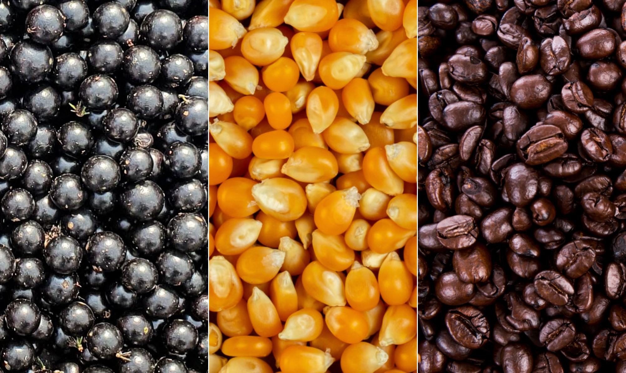 Açaí, milho e café: documento dos EUA aponta produtos brasileiros como feitos com trabalho forçado; veja lista