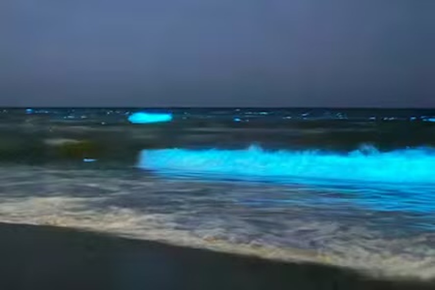 Fenômeno ocorre com água quente, mar calmo e alta concentração de microrganismos