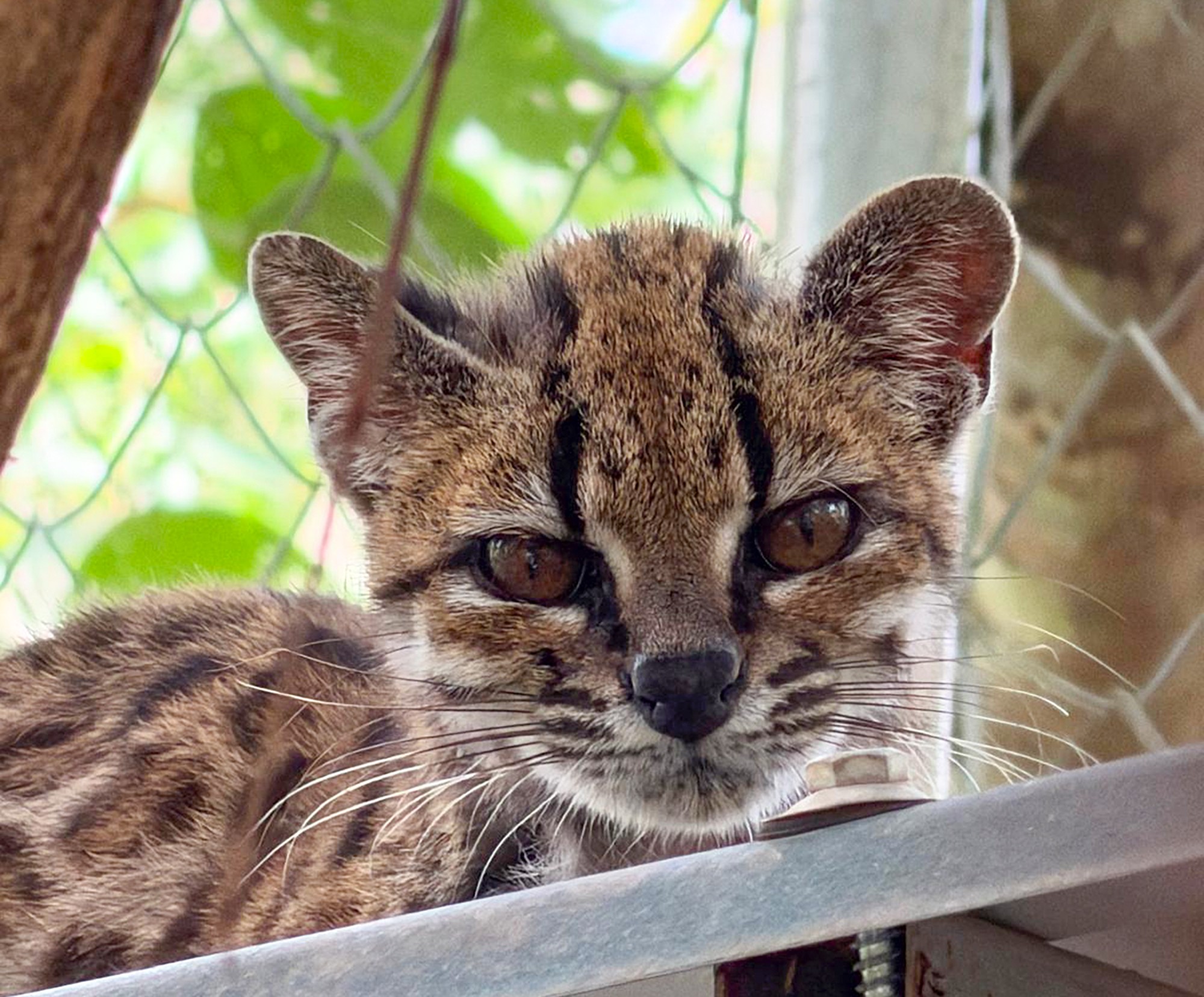 Onça em miniatura: Conheça o tilcayo, primeira espécie de felino descrita em mais de 100 anos que de pet nada tem - O GLOBO
