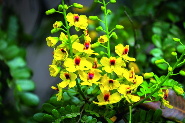Flor do pau-brasil, uma das espécies presentes no Jardim Botânico do Rio