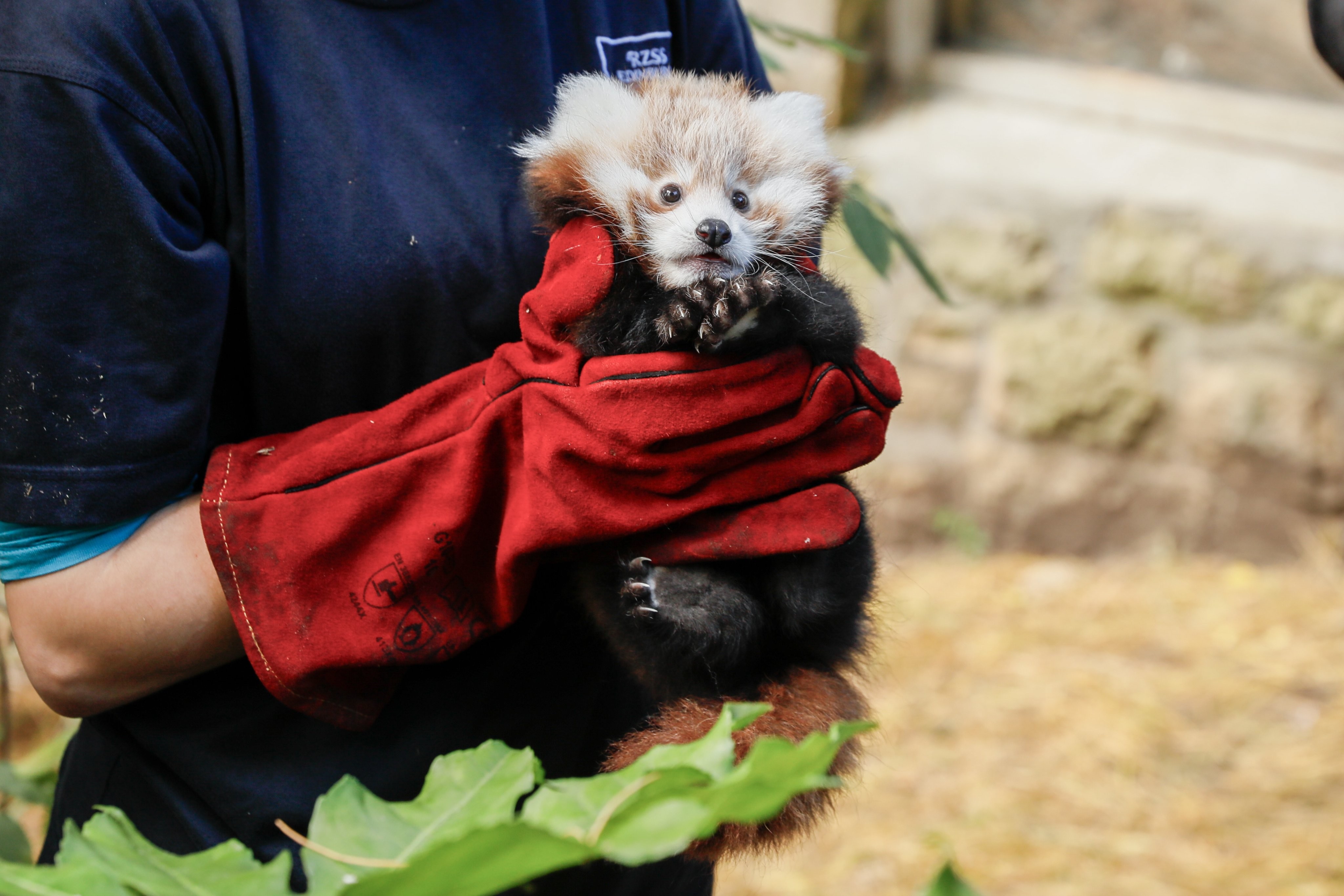 Filhote de panda-vermelho morre em Zoo por estresse causado por fogos de artifício, na Escócia