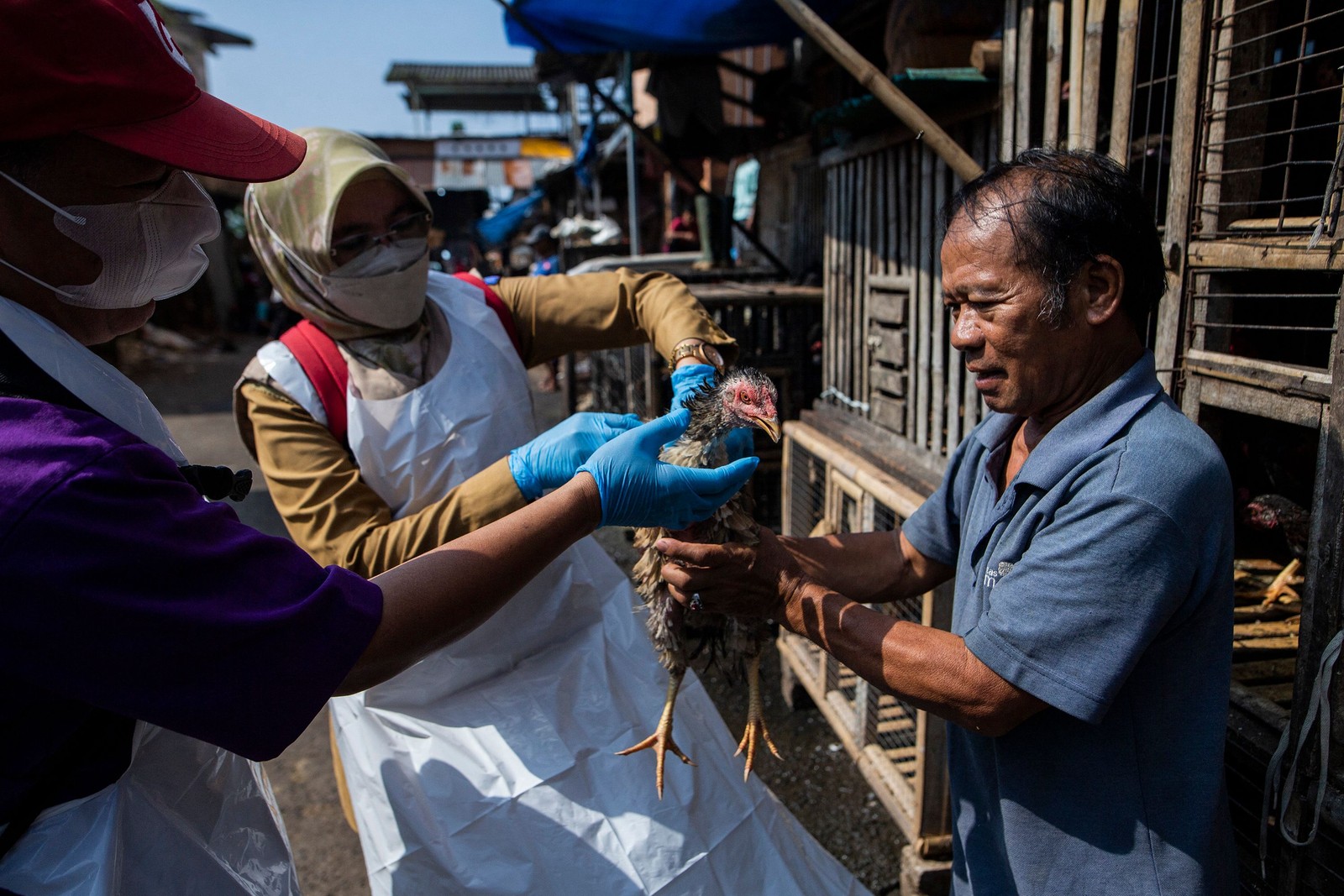 Veterinários coletam amostra para a verificação do vírus da gripe aviária antes do mês sagrado do Ramadã, em Bogor, Java Ocidental — Foto: ADITYA AJI / AFP