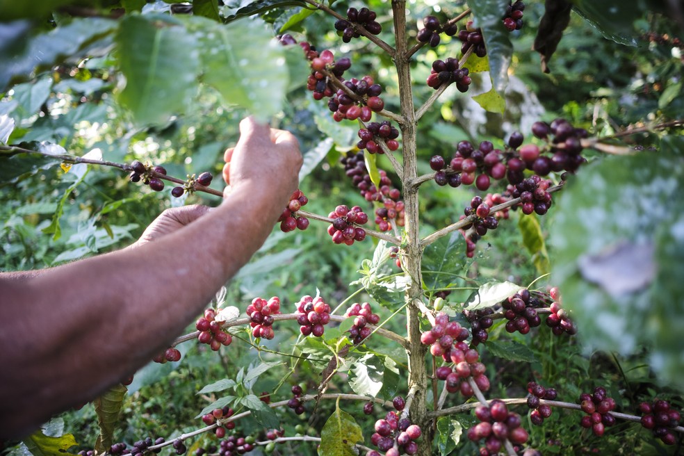 Trabalhador colhe grãos de café durante colheita em uma fazenda — Foto: Mauricio Palos/Bloomberg