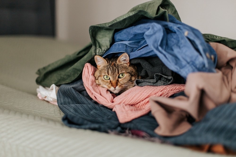 Pelos de gato: tendência de moda ou mito? Saiba mais!