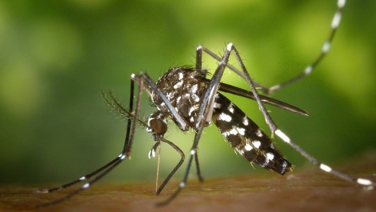 Cientistas brasileiros criam tecnologia para prever epidemias de dengue